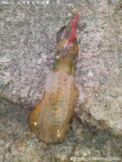 �����ꥤ��