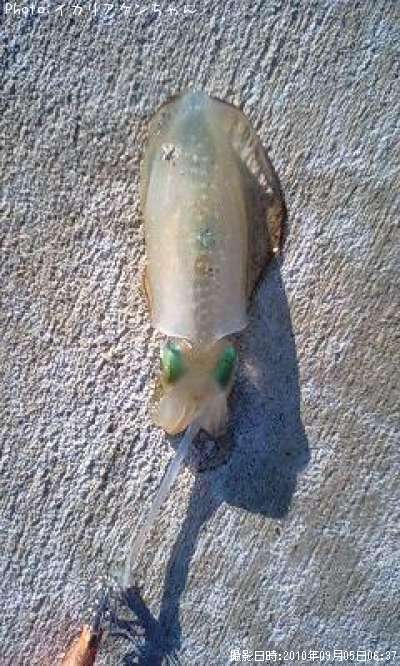 �����ꥤ��