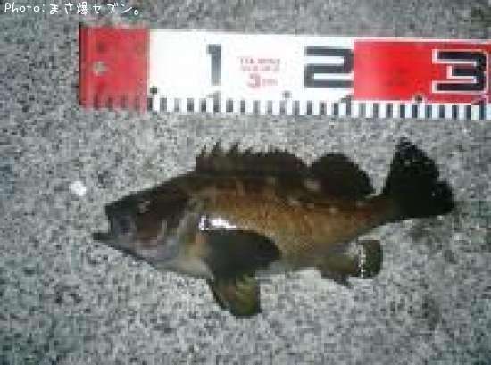 ������Х�