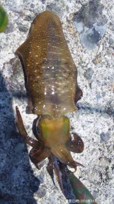 �����ꥤ��