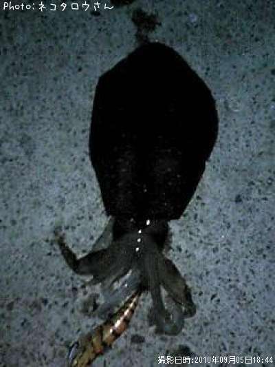 �����ꥤ��