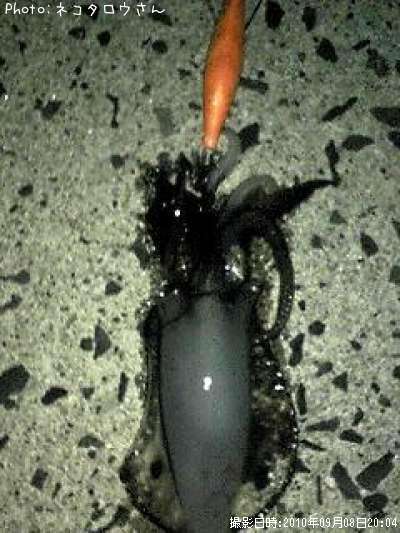 �����ꥤ��