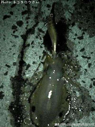 �����ꥤ��