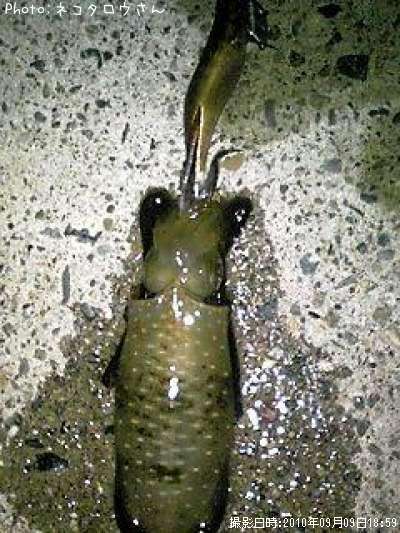 �����ꥤ��