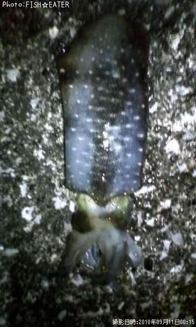 �����ꥤ��