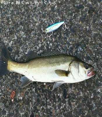 �����Х�