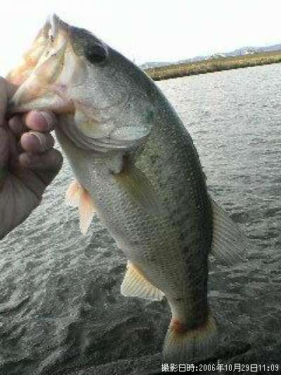 �֥�å��Х�