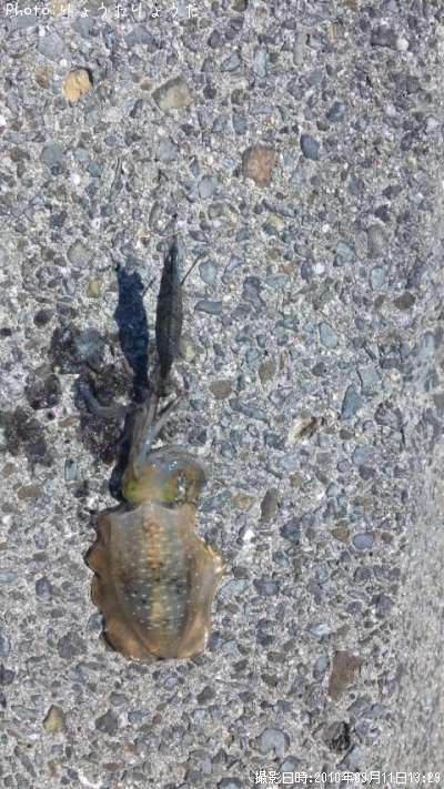 �����ꥤ��