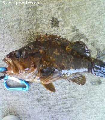 �٥å�������