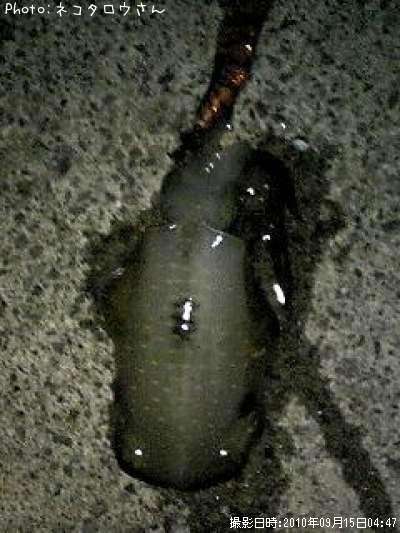 �����ꥤ��