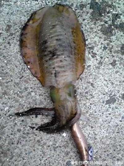 �����ꥤ��