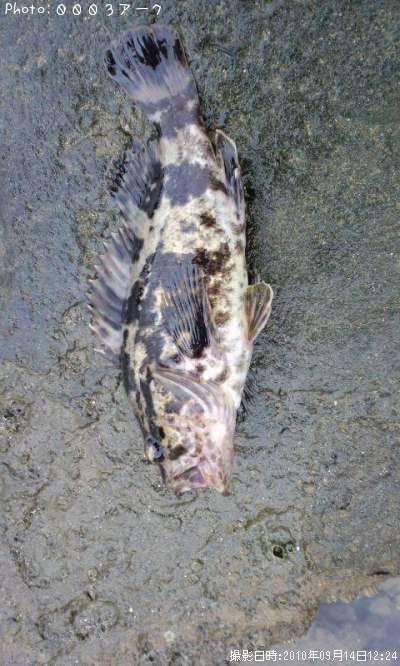 �٥å�������