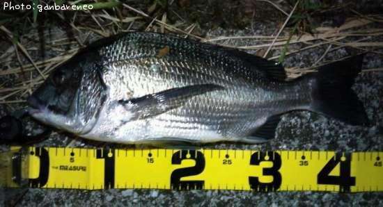 ���������ʥ��̡�