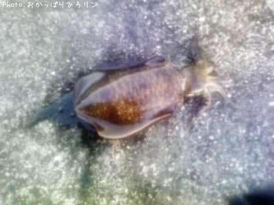 �����ꥤ��