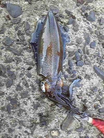 �����ꥤ��