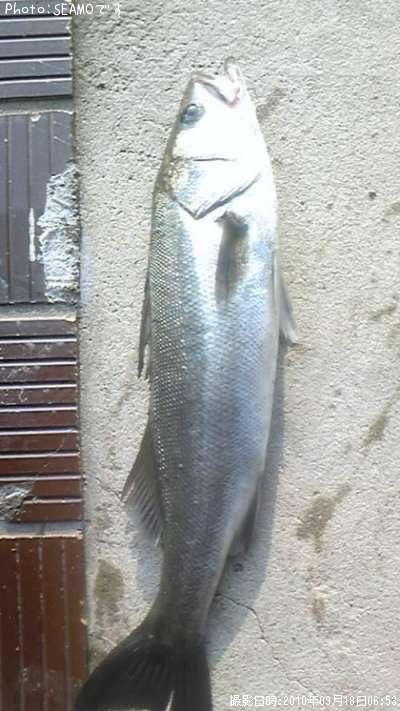 �����Х�