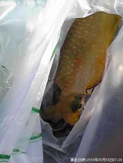 �����ꥤ��