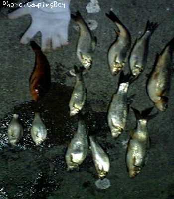 ���ߥ��ʥ�