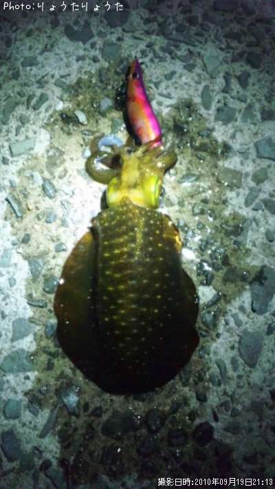 �����ꥤ��