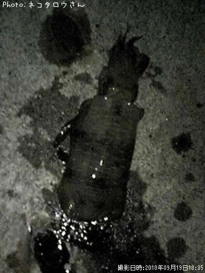 �����ꥤ��