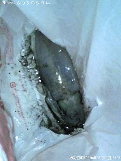 �����ꥤ��