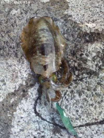 �����ꥤ��