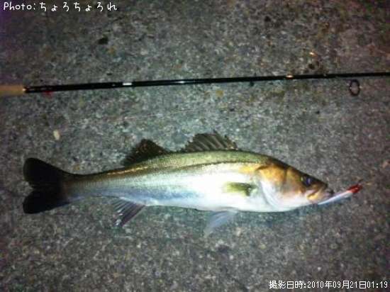 �����Х�