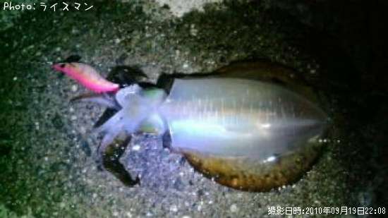 �����ꥤ��