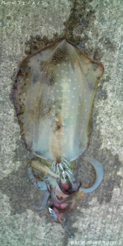 �����ꥤ��