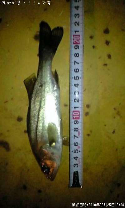 �����Х�