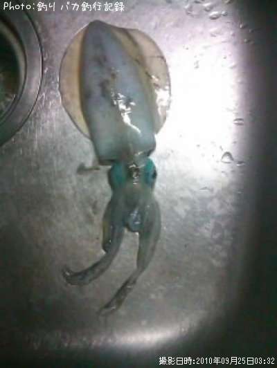 �����ꥤ��