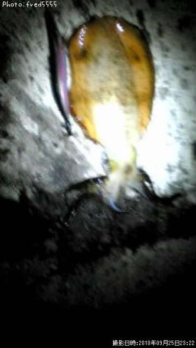 �����ꥤ��