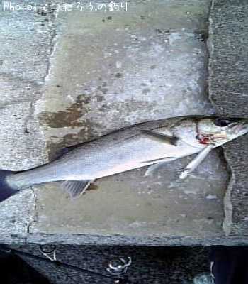 �����Х�