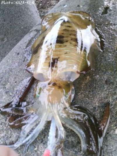 �����ꥤ��