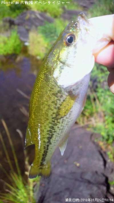 �֥�å��Х�