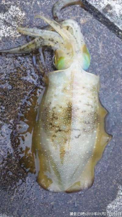 �����ꥤ��