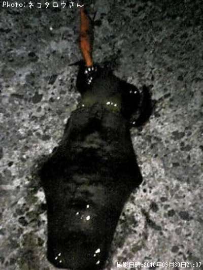 �����ꥤ��