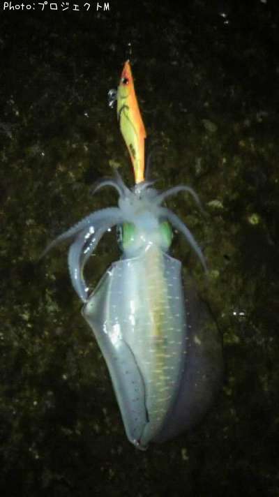 �����ꥤ��