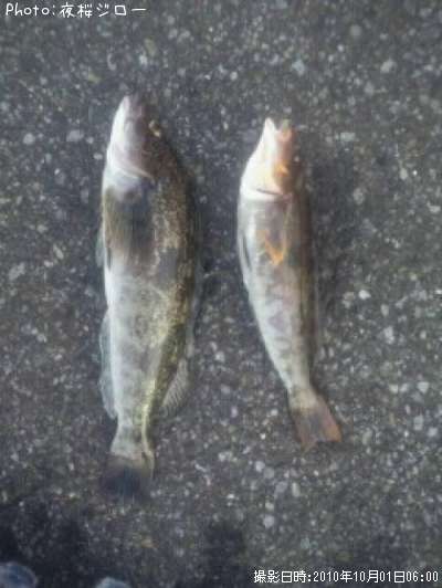 �����ʥ�