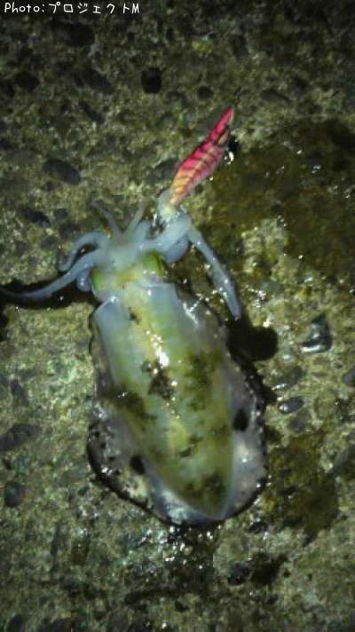 �����ꥤ��