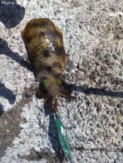 �����ꥤ��