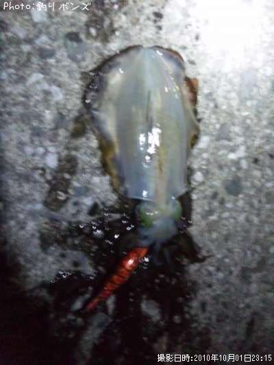 �����ꥤ��