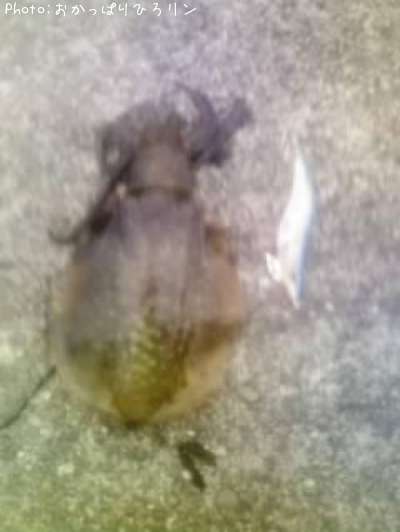 �����ꥤ��