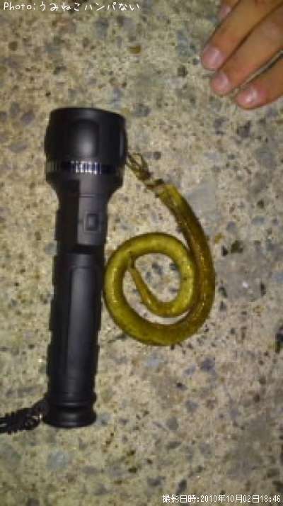 ��ε���¿���ࡩ