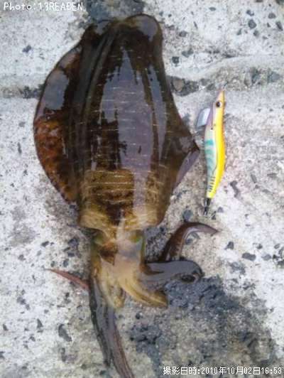 �����ꥤ��