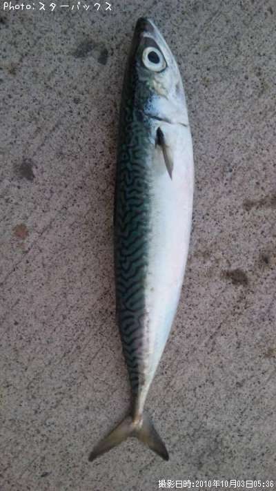 ���ޥ���