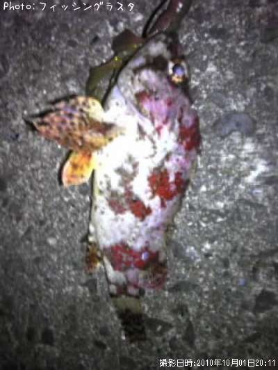 �٥å�������