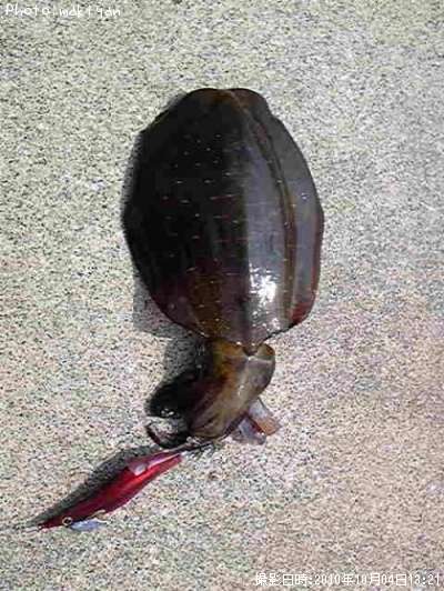 �����ꥤ��