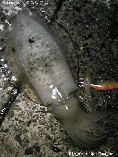 �����ꥤ��