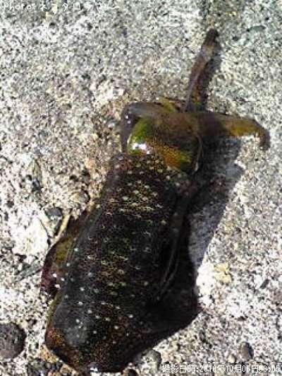 �����ꥤ��